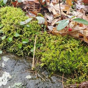 Meet your Posher, Amoreena